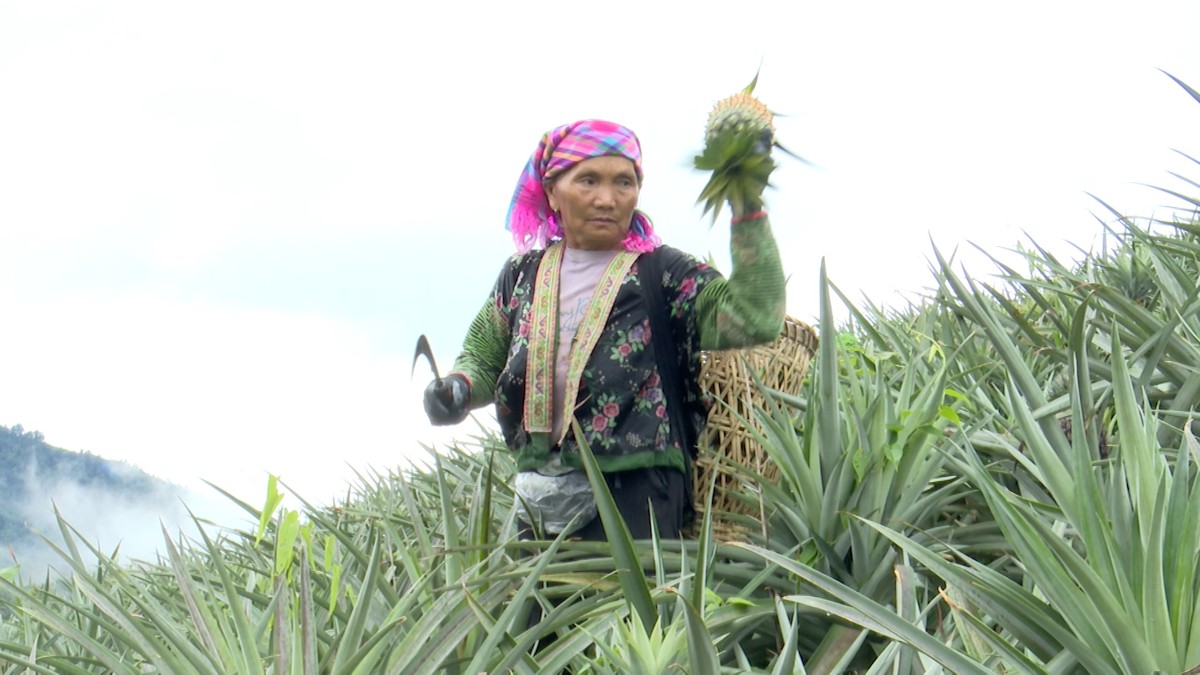 Dứa là một trong những loại cây trồng có lợi thế tại Điện Biên. Ảnh: Duy Học.