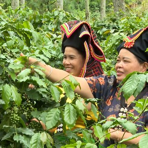 Cà phê arabica là một trong những sản phẩm chủ lực của tỉnh Điện Biên. Ảnh: Duy Học.