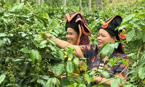 Điện Biên chuyển hướng chế biến sâu và sản xuất xanh để thu hút đầu tư