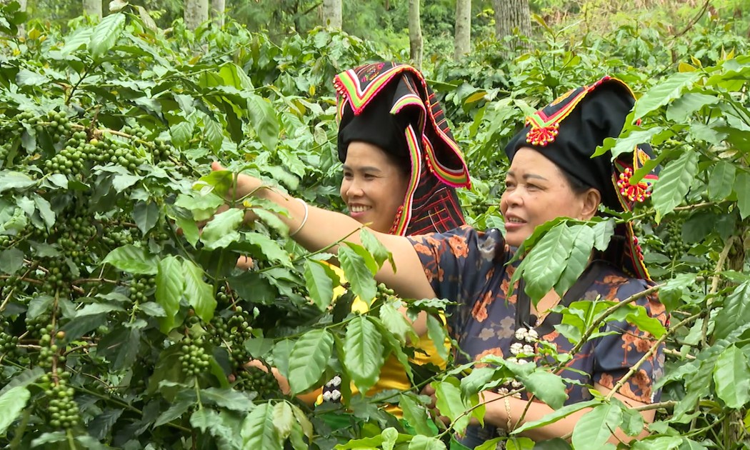 Cà phê arabica là một trong những sản phẩm chủ lực của tỉnh Điện Biên. Ảnh: Duy Học.