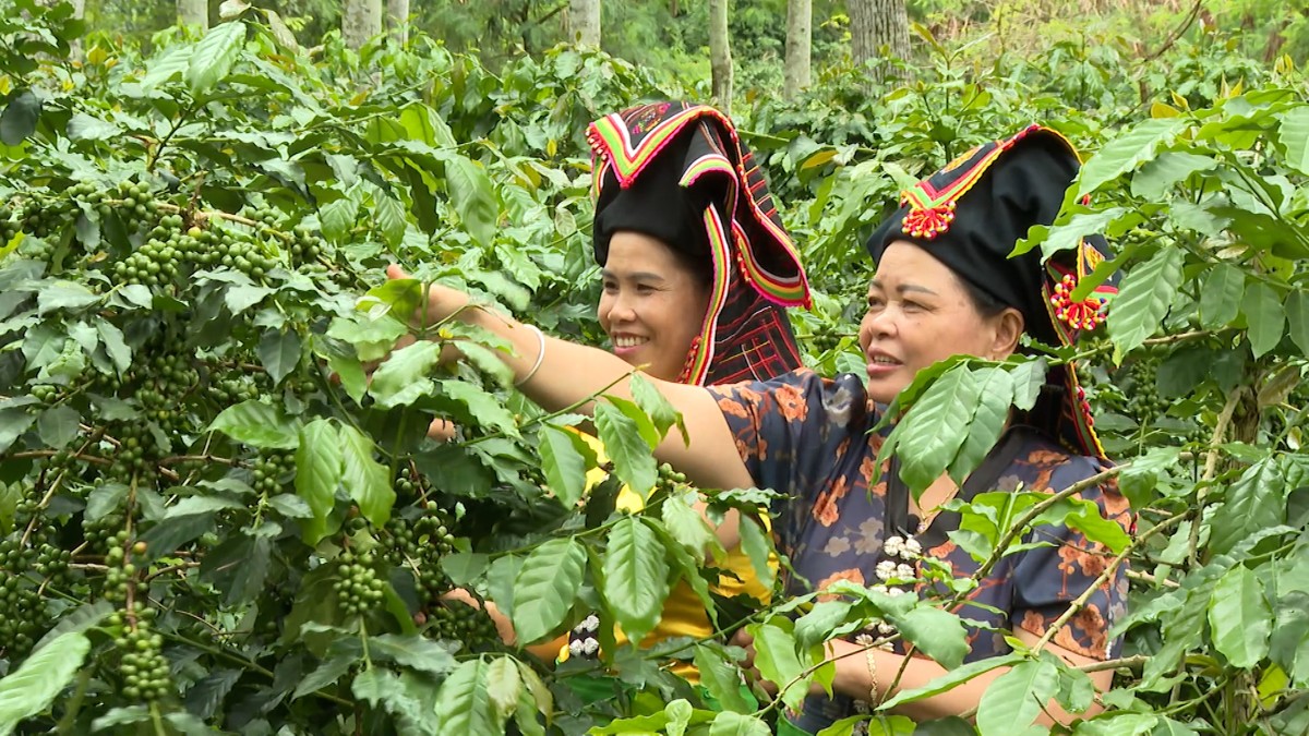 Cà phê arabica là một trong những sản phẩm chủ lực của tỉnh Điện Biên. Ảnh: Duy Học.
