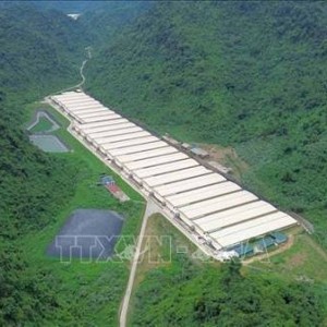 Trang trại chăn nuôi của Công ty TNHH Dabaco Thanh Hóa, nơi xảy ra vụ việc. Ảnh: TTXVN.