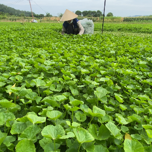 Rau má đang trở thành cây trồng mang lại nguồn thu nhập ổn định cho nhiều hộ dân làng cổ Đông Sơn, tỉnh Thanh Hóa. Ảnh: Nguyễn Thuấn