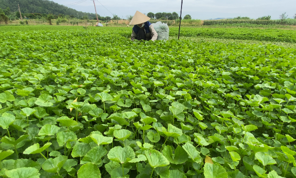 Từ loài rau mọc hoang đến cây trồng mang doanh thu trăm triệu đồng mỗi năm
