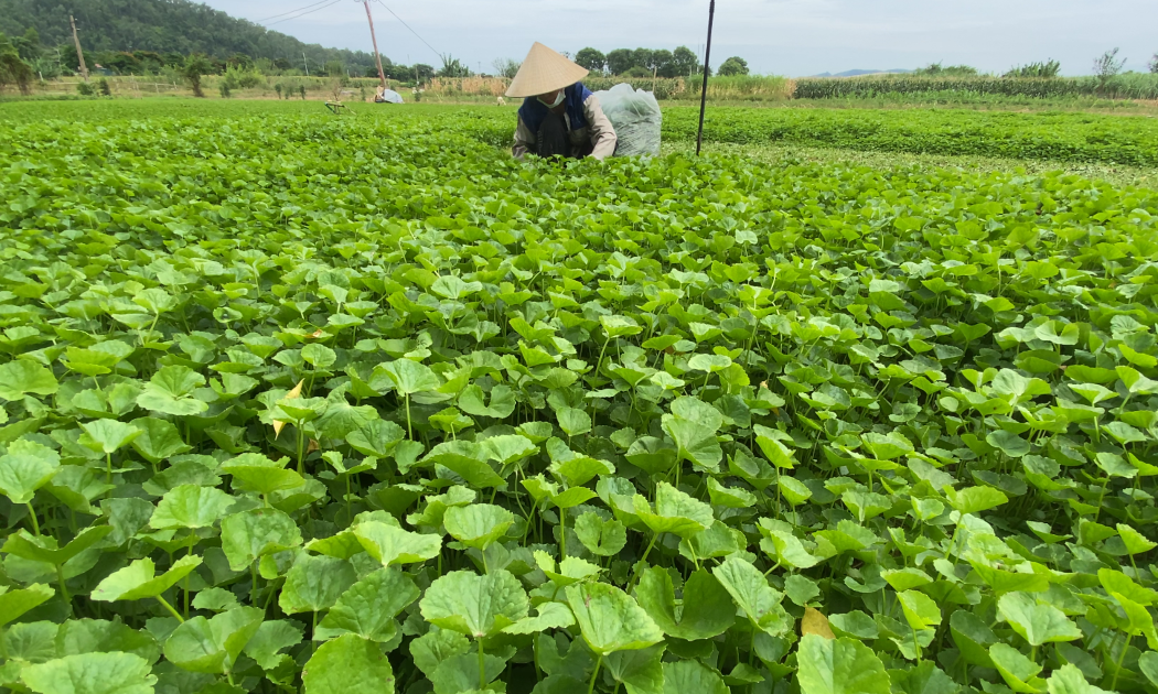 Rau má đang trở thành cây trồng mang lại nguồn thu nhập ổn định cho nhiều hộ dân làng cổ Đông Sơn, tỉnh Thanh Hóa. Ảnh: Nguyễn Thuấn