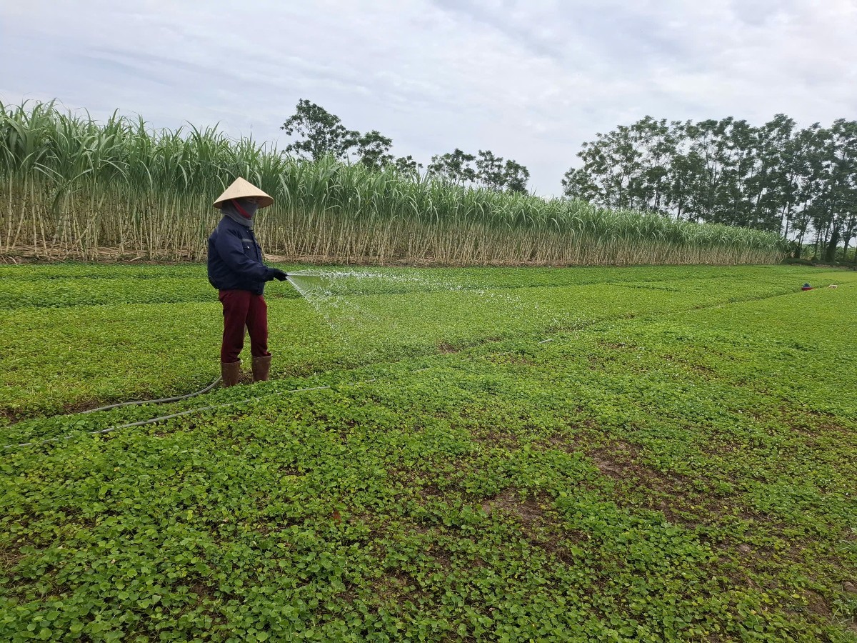 Rau má là cây dễ trồng nhưng cần được chăm sóc tỉ mỉ để cho năng suất ổn định. Ảnh: Nguyễn Thuấn