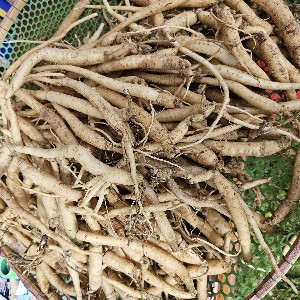 Sâm Ngọc Linh - một loại dược liệu có giá trị lớn trong chăm sóc sức khỏe và phát triển kinh tế. Ảnh: Tuấn Dũng.
