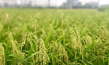 Đến 2035, TP. Hồ Chí Minh đặt mục tiêu giảm 15% phát thải khí nhà kính trong trồng trọt