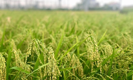 Ảnh minh họa - Ảnh: VGP/Đỗ Hương