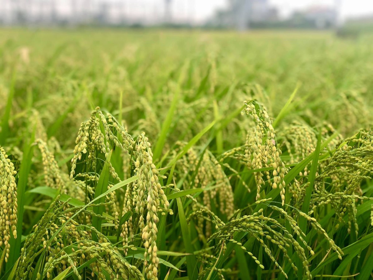 Ảnh minh họa - Ảnh: VGP/Đỗ Hương