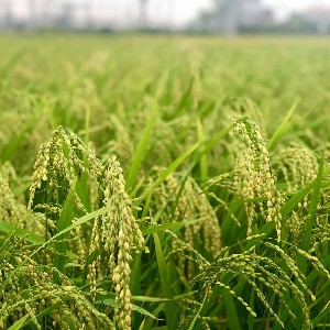 Ảnh minh họa - Ảnh: VGP/Đỗ Hương