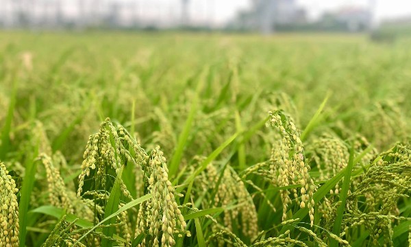 Đến 2035, TP. Hồ Chí Minh đặt mục tiêu giảm 15% phát thải khí nhà kính trong trồng trọt