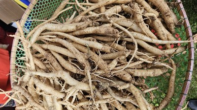 Developing medicinal herbs into a national strategic economic sector