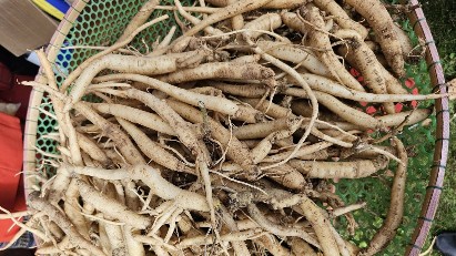 Developing medicinal herbs into a national strategic economic sector