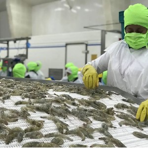 Xuất khẩu tôm đạt 2,35 tỷ USD trong nửa đầu năm 2026. Nguồn: VASEP