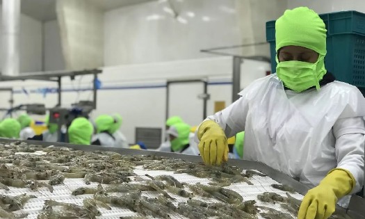 Xuất khẩu tôm đạt 2,35 tỷ USD trong nửa đầu năm 2026. Nguồn: VASEP