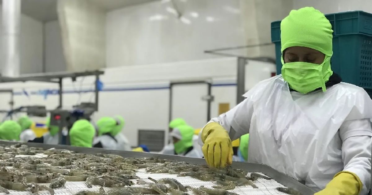 Xuất khẩu tôm tăng mạnh nhưng vẫn đối mặt với nhiều thách thức