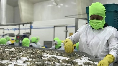 Vietnam’s shrimp exports surge, yet hurdles persist