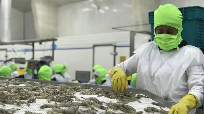 Vietnam’s shrimp exports surge, yet hurdles persist