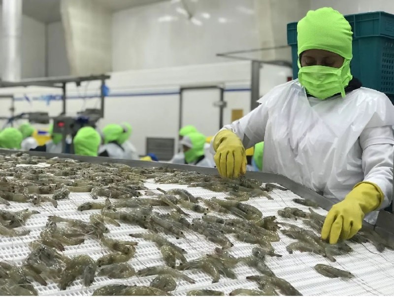 Vietnam’s shrimp exports surge, yet hurdles persist