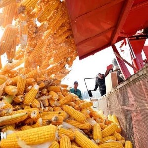Ngô là một trong những mặt hàng Việt Nam nhập khẩu lớn từ Argentina. Ảnh: TTXVN.