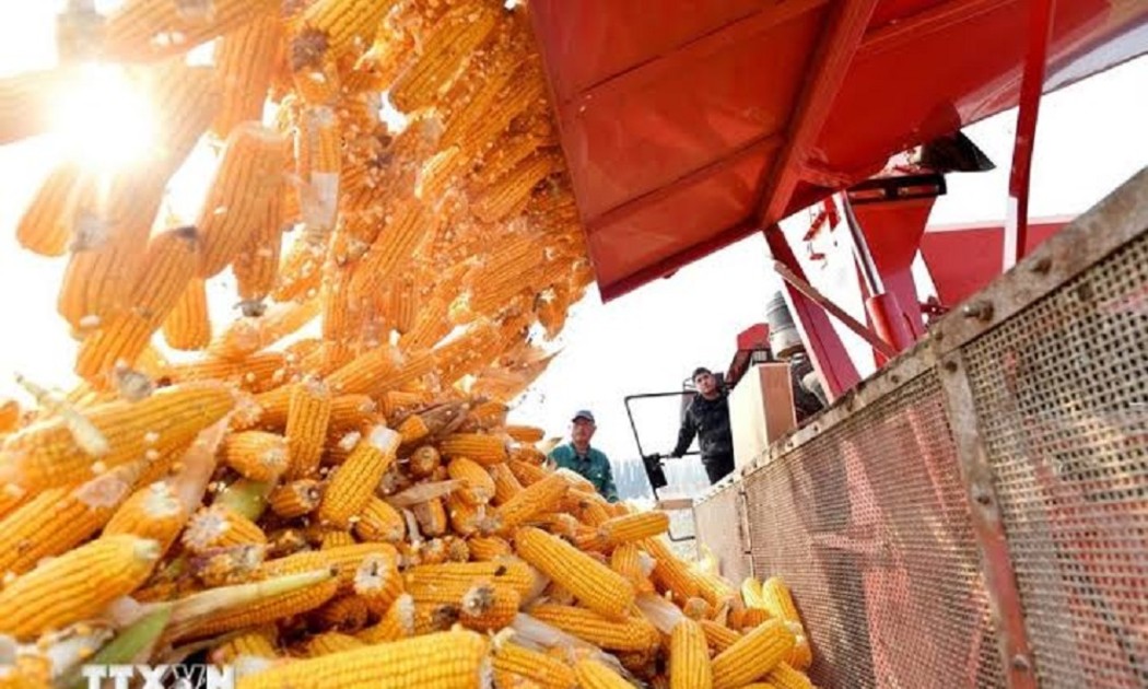 Ngô là một trong những mặt hàng Việt Nam nhập khẩu lớn từ Argentina. Ảnh: TTXVN.