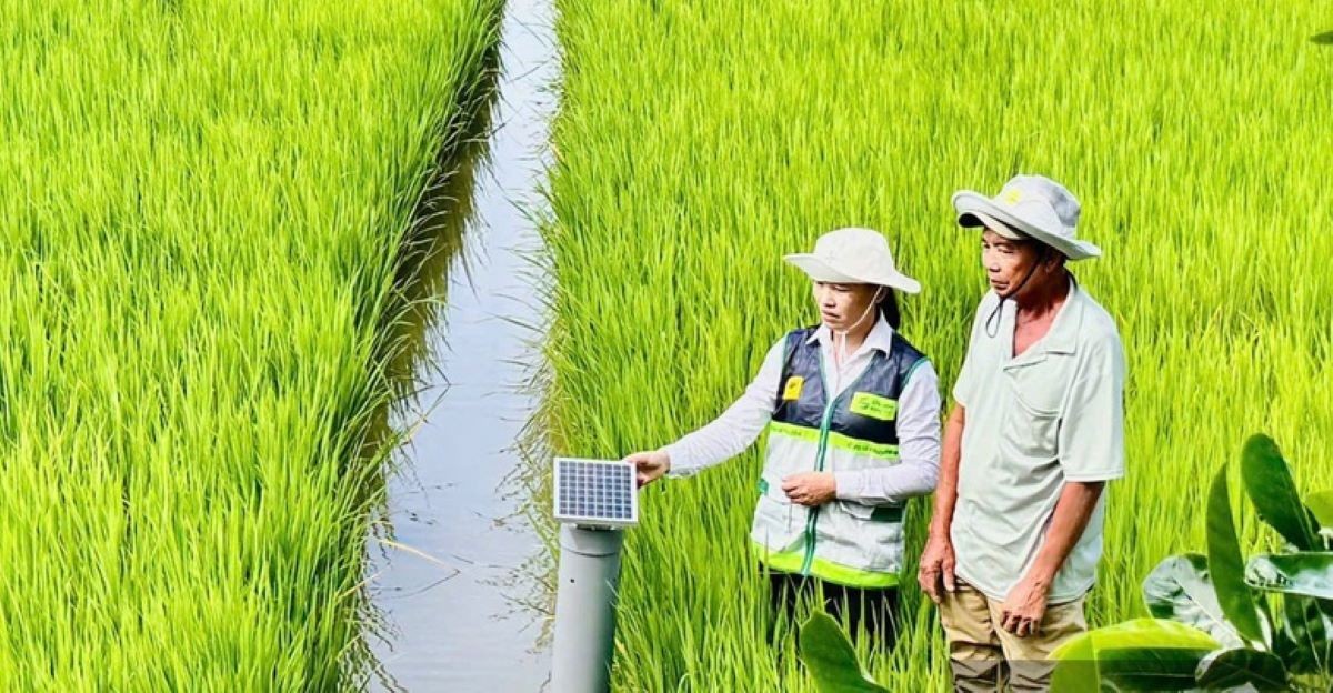 Khuyến nông cần khẳng định vai trò là "cầu nối tri thức" đưa khoa học – công nghệ và tổ chức sản xuất hiện đại đến với nông dân. Ảnh VPG.