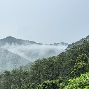 Việt Nam có tiềm năng lớn về tín chỉ carbon rừng.