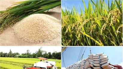 Vietnam's rice exports earn $2.38bln in 6M