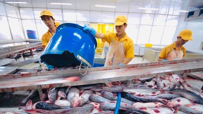 Vietnam’s pangasius exports reach $1.1bln in first half