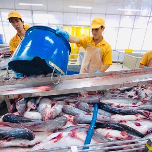 Xuất khẩu cá tra đang phục hồi tích cực, dự báo đạt khoảng 2 tỷ USD trong năm 2026. Ảnh: VASEP.