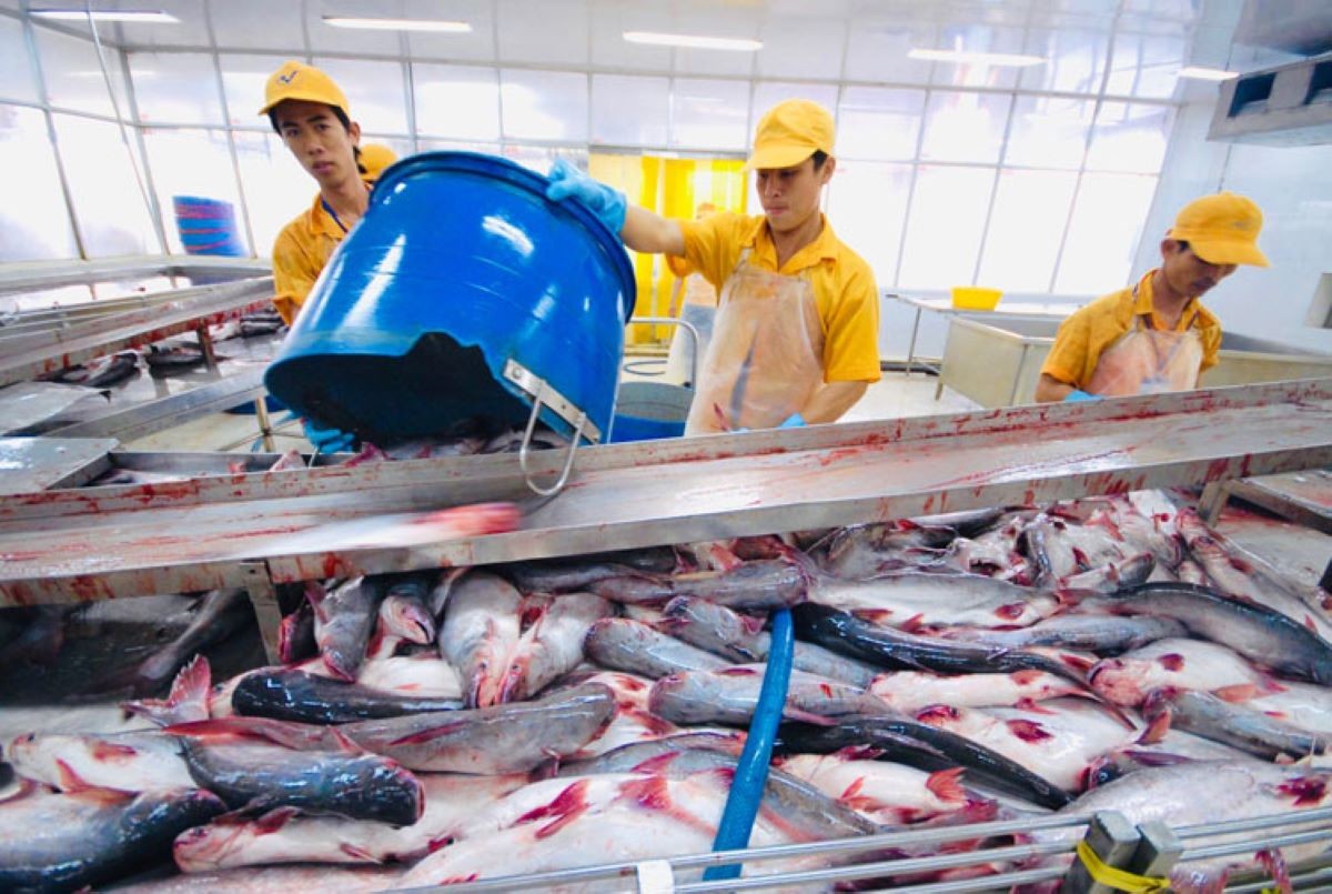 Xuất khẩu cá tra đang phục hồi tích cực, dự báo đạt khoảng 2 tỷ USD trong năm 2026. Ảnh: VASEP.