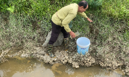 Những bờ bao và đám cói được cải tạo để tạo môi trường sống gần giống tự nhiên cho cáy sinh trưởng. Ảnh: Nguyễn Thuấn