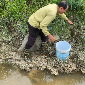 Những bờ bao và đám cói được cải tạo để tạo môi trường sống gần giống tự nhiên cho cáy sinh trưởng. Ảnh: Nguyễn Thuấn