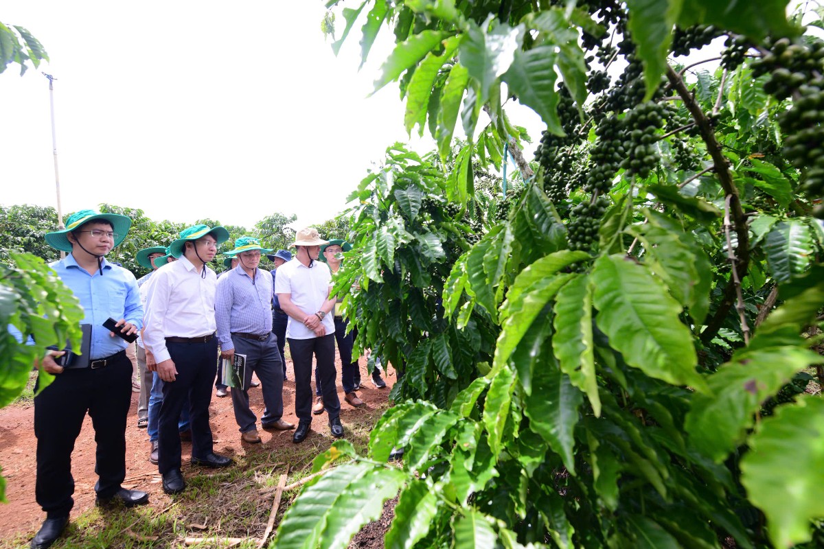 Hoạt động tham quan mô hình canh tác, sơ chế cà phê Robusta. Ảnh: PVCFC.