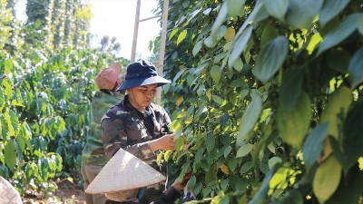 Vietnam exports 146,000 tons of pepper in first half of 2026