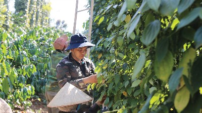 Vietnam exports 146,000 tons of pepper in first half of 2026