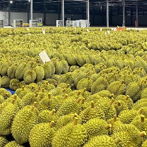 Sầu riêng đóng góp hơn 50% trong tổng giá trị xuất khẩu rau quả. Ảnh: VPG.