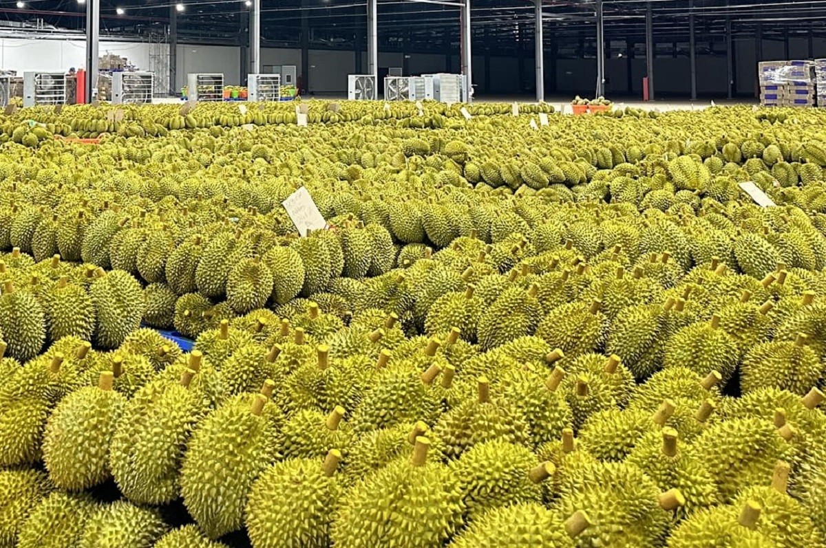 Sầu riêng đóng góp hơn 50% trong tổng giá trị xuất khẩu rau quả. Ảnh: VPG.