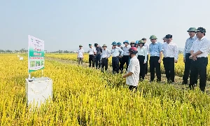 mô hình lúa giảm phát thải tại xã Nam Ba Đồn, tỉnh Quảng Trị. Ảnh: Kim Hoa