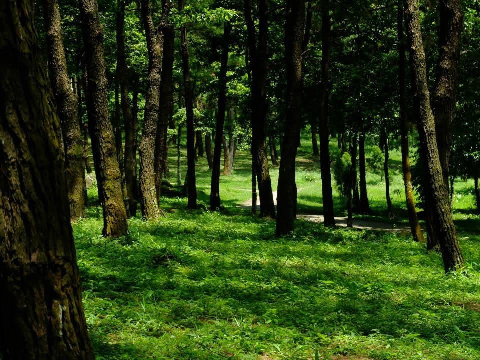 Bảo vệ môi trường và ứng phó với biến đổi khí hậu được xác định là nền tảng cho quá trình chuyển đổi xanh. Ảnh: An An