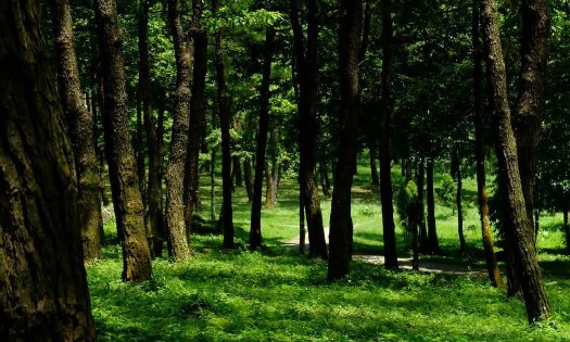 Bảo vệ môi trường và ứng phó với biến đổi khí hậu được xác định là nền tảng cho quá trình chuyển đổi xanh. Ảnh: An An