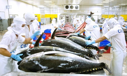 Xuất khẩu cá ngừ mỗi năm đem về gần 1 tỷ USD. Ảnh: Hiệp hội Chế biến và Xuất khẩu Thủy sản Việt Nam.
