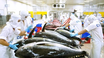Vietnam's tuna exports rebound strongly in June