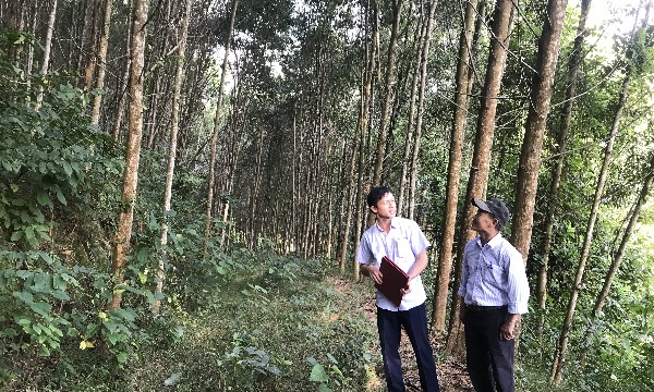 “Cơn khát” gỗ lớn làm khó các doanh nghiệp chế biến sâu