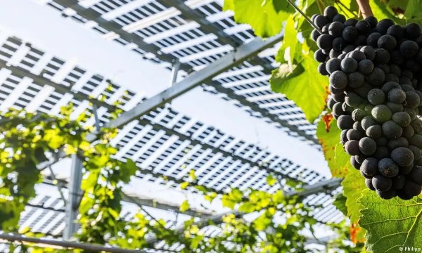 Biến đổi khí hậu buộc nông nghiệp Đức tăng tốc thích ứng