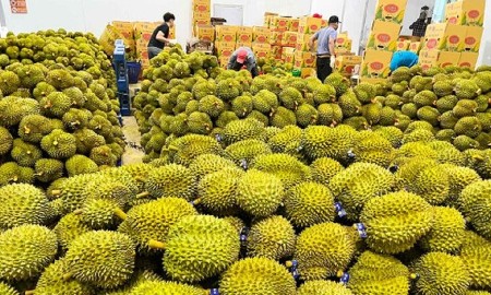 Ấn Độ mở cửa thị trường cho sầu riêng tươi Việt Nam