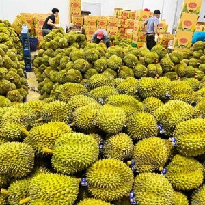 Sầu riêng Việt Nam chính thức được phép xuất khẩu sang Ấn Độ. Ảnh: Đoàn Kiên.