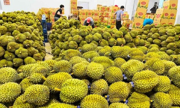 Ấn Độ mở cửa thị trường cho sầu riêng tươi Việt Nam