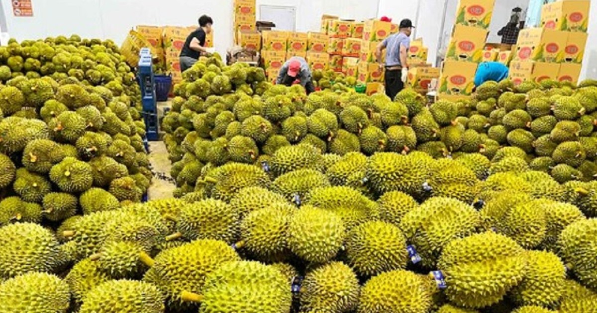 Ấn Độ mở cửa thị trường cho sầu riêng tươi Việt Nam